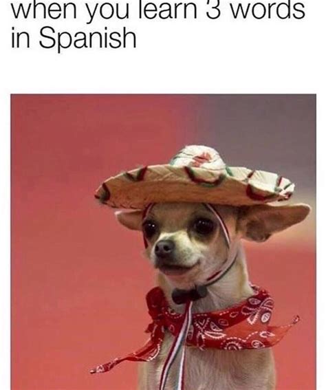 spanish dog meme|More.